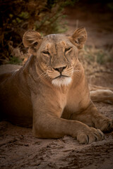 Portrait of a lioness chilling in the african savannah