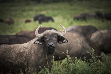 Crédence de cuisine en verre imprimé Parc national du Cap Le Grand, Australie occidentale buffalo in the field