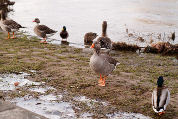 geese and ducks on the shore of a river