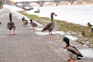 geese and ducks on the shore of a river