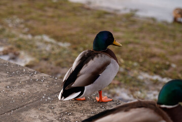 Naklejka na ściany i meble wild ducks is sitting on a concrete embankment near the water.