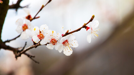 Apricot branch with white flowers in garden on blurred background