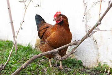 Brown chicken in the garden on green grass