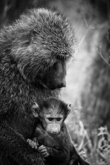 black and white portrait of a mother baboon with baby sitting on the ground