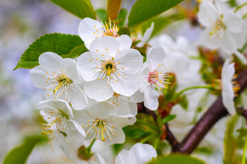 Cherry blossoms. White cherry flowers with dew drops on blurred background