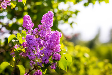 Lilac bush with purple flowers in the garden in sunny weather