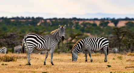 Fototapeta na wymiar Two Plains Zebras, Common Zebra , Burchell's Zebras 