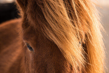 close up of Islandic horse 