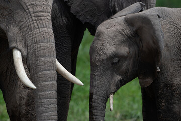 African Elephant, Proboscides Elephantidae, only two species, Asia andAfrica, largest land animal, 





African Elephants, Amboseli National Park Kenya , East Africa 

