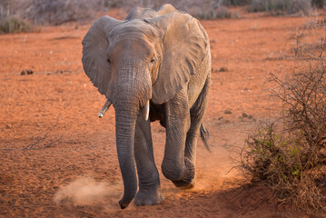 Fototapeta premium African Elephant, Proboscides Elephantidae, only two species, Asia andAfrica, largest land animal,African Elephants, Amboseli National Park Kenya , East Africa