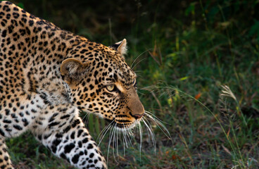 Headshots Leopards, Masaai Mara Kenya East Africa