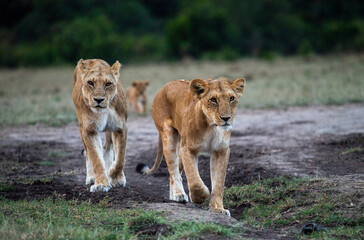 Lions, Maasai Mara Kenya, East Africa