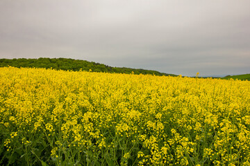 Obraz premium A field of yellow rapeseed in bloom against a cloudy sky