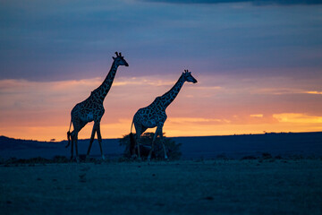 Fototapeta na wymiar Kenyan Giraffes at Sunset, 