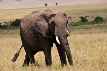 Naklejka na ściany i meble Aggressive Male Bull African Elephant, Maasai Mara, Kenya, East Africa 