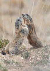 Battle in the Alps mountains, Alpine marmots in fight (Marmota marmota)