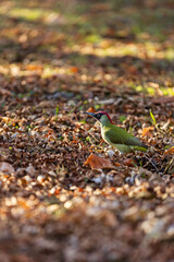 Red-headed woodpecker on autumn foliage background