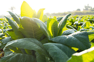Rural tobacco plantation lush green field of tobacco leaves in the heart of the countryside,...