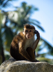 A cute monkey sits on a stone and looks into the distance. Sri Lanka.