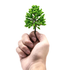 Hand holding green tree sapling isolated
