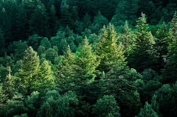 Lush Green Pine Forest or Forrest of Trees for Conservation and Environmental Growth