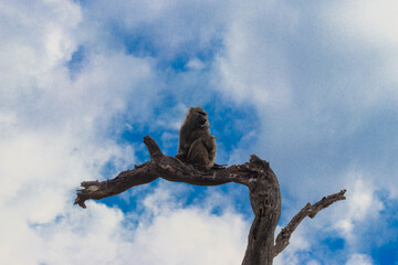 Olive baboon (Papio anubis), also called the Anubis baboon, sitting on a dried tree in Serengeti...