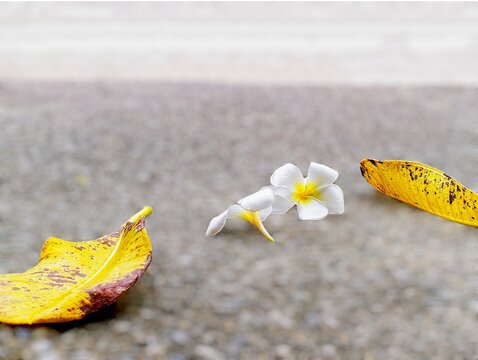 In the picture, two yellow leaves of frangipani flowers fell from a tree and two white flowers fell close together. The background was a blurred road.