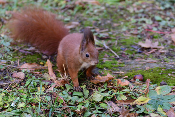Naklejka na ściany i meble Eurasian red Squirrel climbs the leaves on the ground in the forest and looks for food