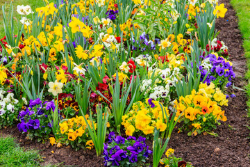 Colorful beautiful spring flowers on flowerbed in the garden