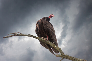 Turkey Vulture Waiting for the Storm