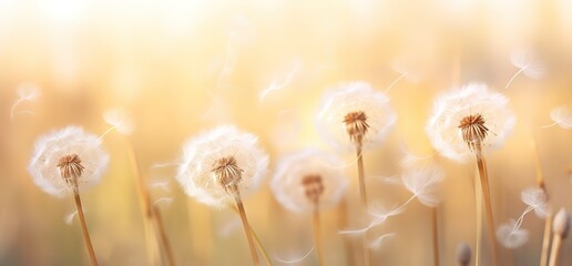 Dandelion flowers blooming and flying with a blur effect behind them.