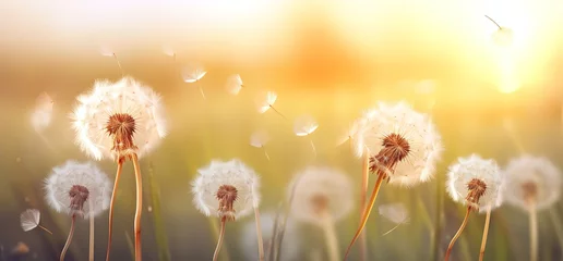 Fotobehang Beautiful white dandelion flowers with a charming bokeh effect background. generative AI © original logo