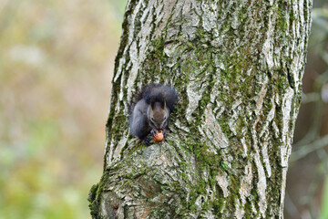 Eurasian red Squirrel is jumping  among the graves at the cemetery in the park