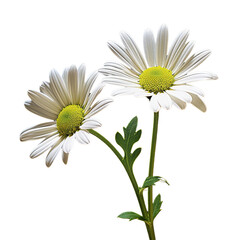 Daisy flower branch isolated on transparent or white background