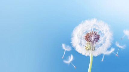 Beautiful dandelion flower with feathers on blue pastel background