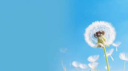 Beautiful dandelion flower with feathers on blue pastel background