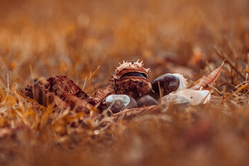 Dry chestnut close up. Chestnut on the ground. Autumn theme.