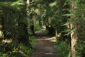 Obraz premium path in the woods