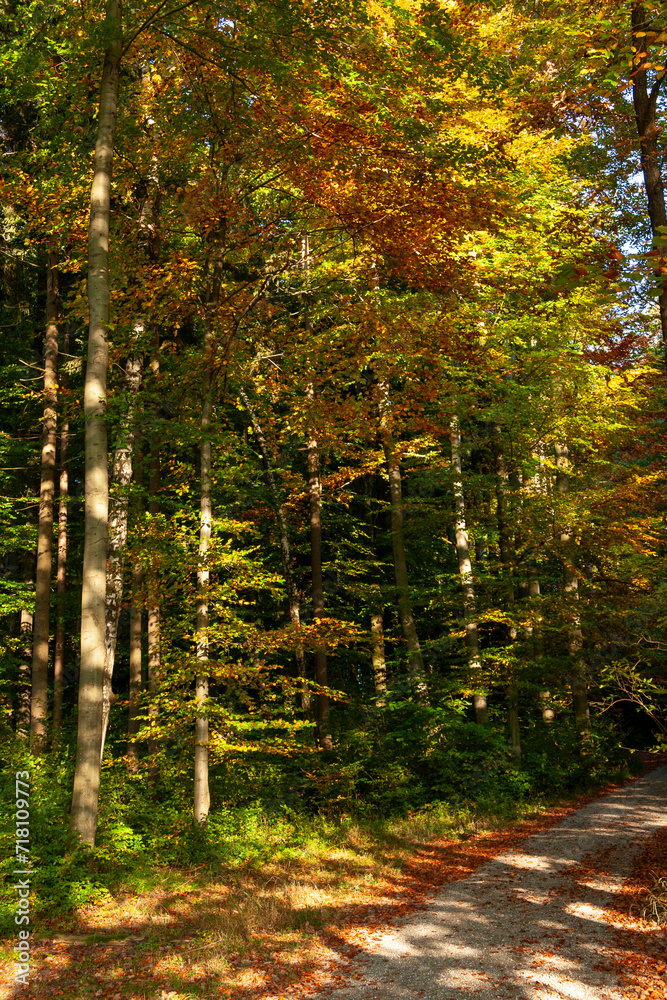 Poster Autumn Foliage in Zurich, Switzerland