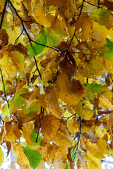 European Beech (Fagus sylvatica) leaves in autumn in Zurich, Switzerland