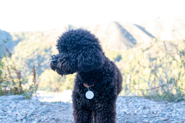 Curly poodle on a walk, a cheerful, smart dog.