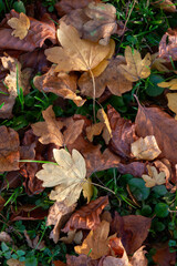 Autumn Sycamore (Acer pseudoplatanus) leaves in Zurich, Switzerland