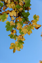 Autumn Sycamore (Acer pseudoplatanus) leaves in Zurich, Switzerland