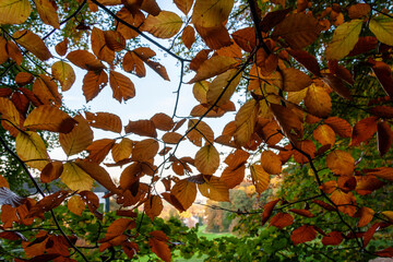 European Beech (Fagus sylvatica) leaves in autumn in Zurich, Switzerland