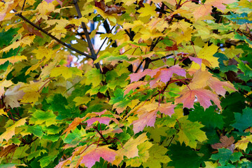 Autumn Sycamore (Acer pseudoplatanus) leaves in Zurich, Switzerland