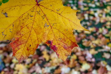 Autumn Sycamore (Acer pseudoplatanus) leaves in Zurich, Switzerland