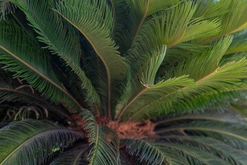 palm trees and shining sun over bright sky