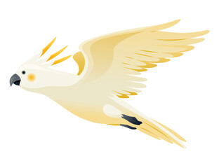 Parrot animation. Exotic adorable fauna character flight. White sulphur crested cockatoo. Animated tropical bird flying © designer_things