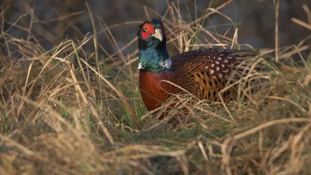 Ring-necked Pheasant - Phasianus colchicus walking in the grass in slow motion