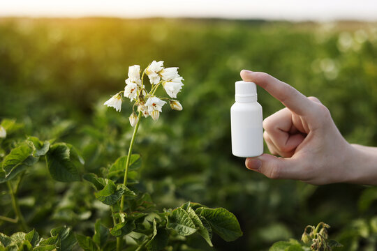 Garden season problems and solution. Cropped photo hand of farmer holds white bottle with mock up for poison, pesticide liquid from plant diseases and pests on natural potatoes blooming background